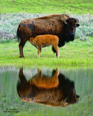 Bison n Calf 1