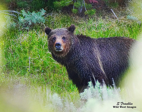 Grizzly # 399 - Teton N.P. 4