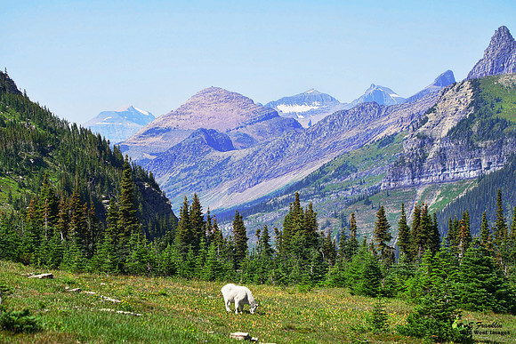 Logan Pass Glacier N.P.I