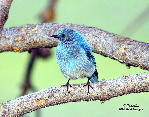 Bluebird 1