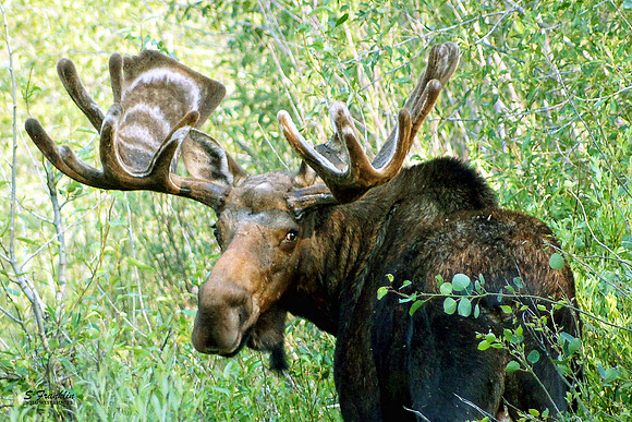 Moose 15