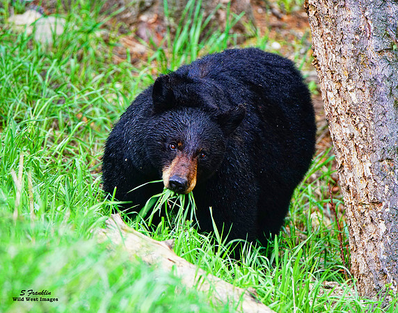 Black Bear 5