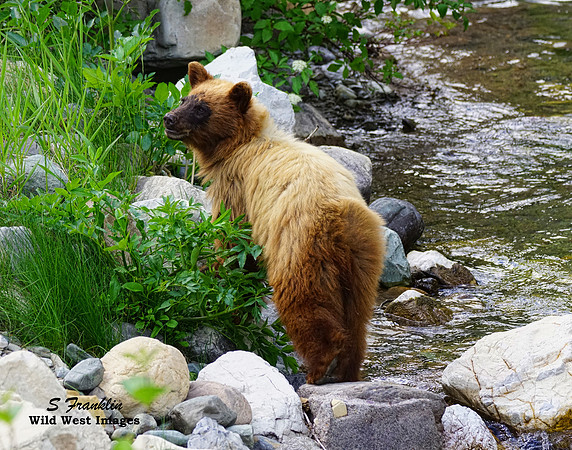 Black Bear Cinnamon 1