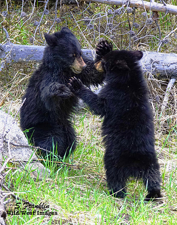 Black Bear Cubs 1