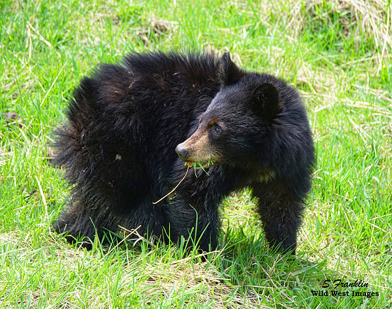 Black Bear 4