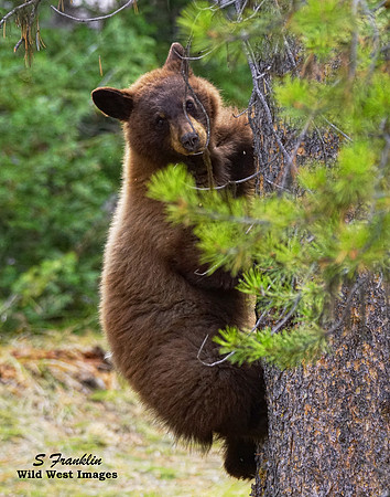 Black Bear Cinnamon 3