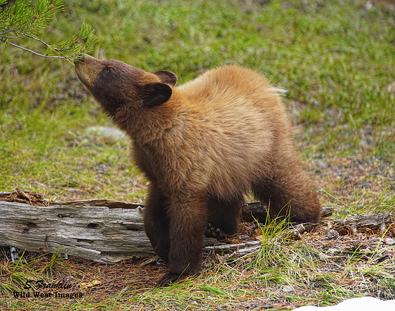 Black Bear Cub 5
