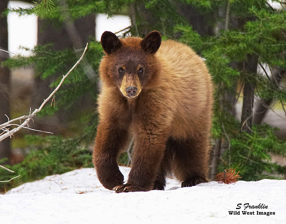 Black Bear Cinnamon 2