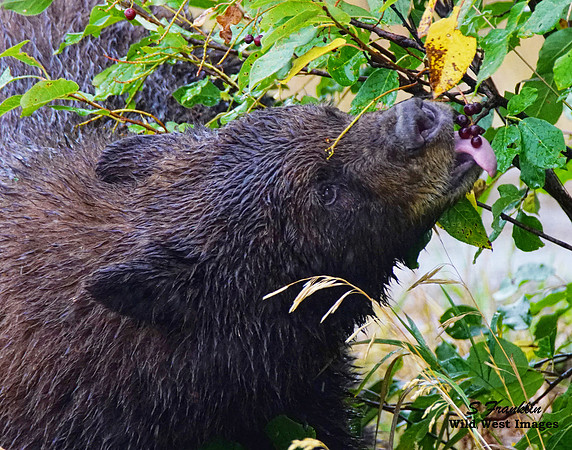 Black Bear Berry 2