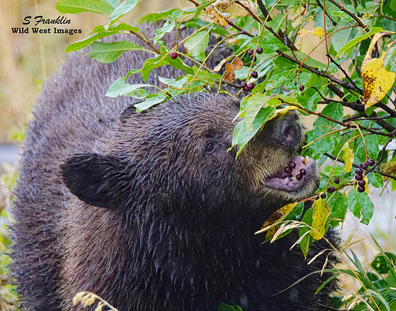 Black Bear Berry 1