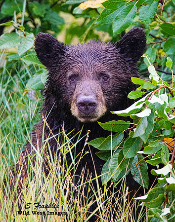Black Bear 3