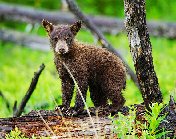 Black Bear & Cub 2