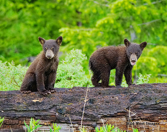 Black Bear n Cub 1