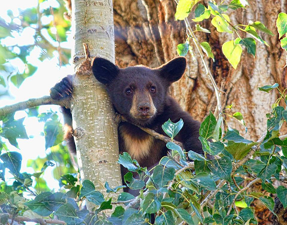 Black Bear Cub 3