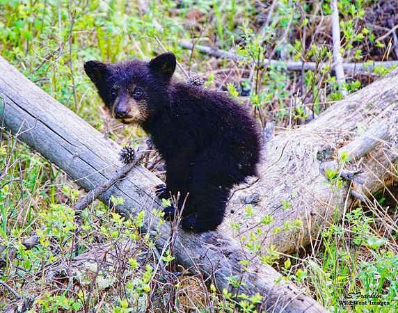 Black Bear Cub 1