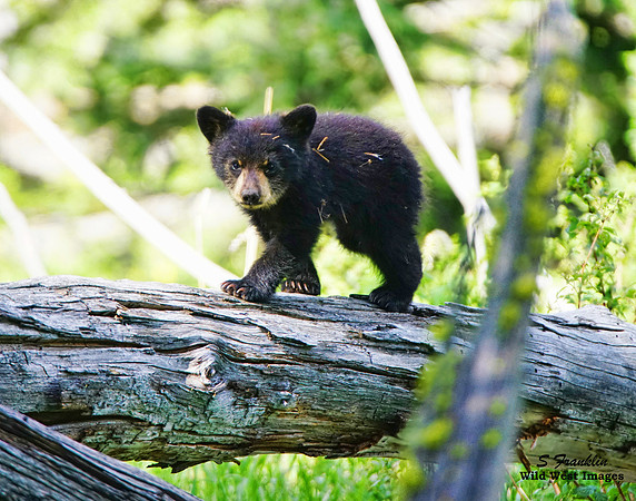 Black Bear Cub 2