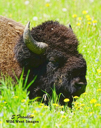 Bison Flowers 2