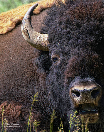 Bison Face 2