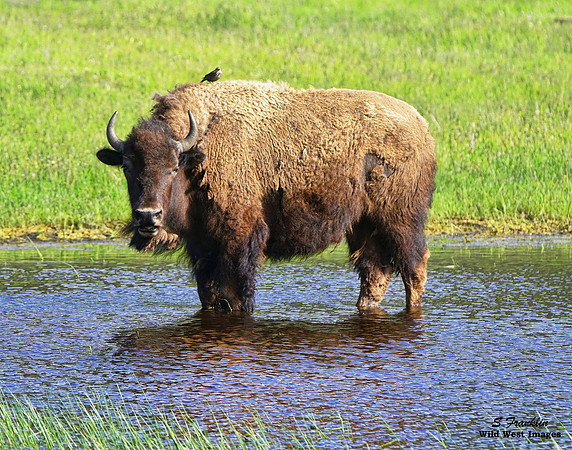 Bison n Bird 1 14x11