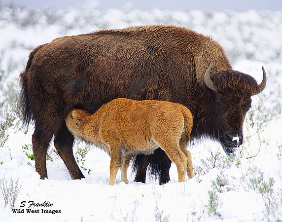 Bison in snow 1 det WWI