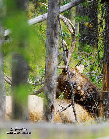 Bull Elk Sleeping