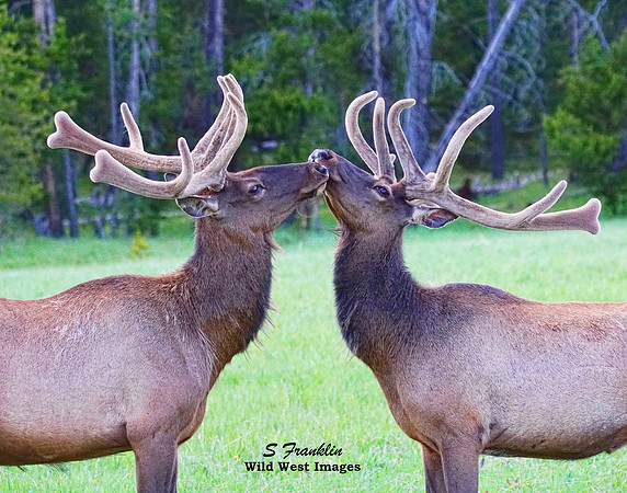 Bull Elk 3