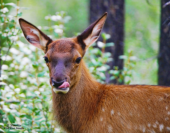 Elk Calf 7