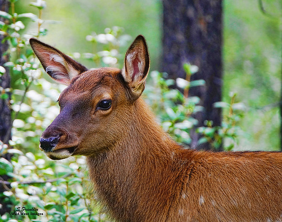 Elk Calf 6