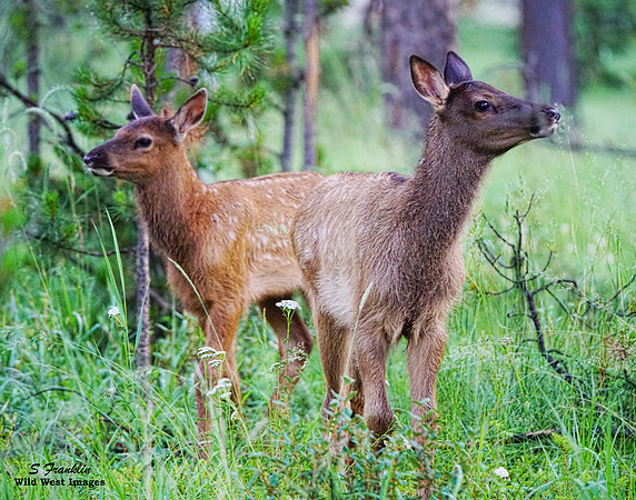 Elk Calves 1