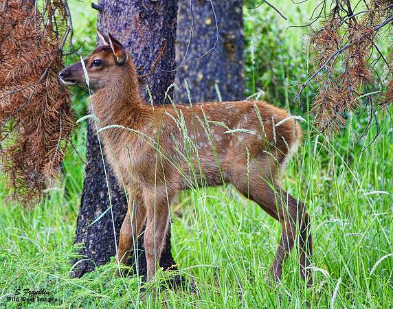 Elk Calf 5