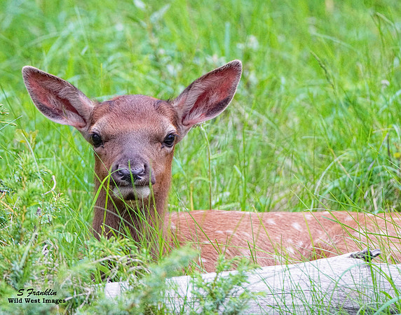 Elk Calf 2