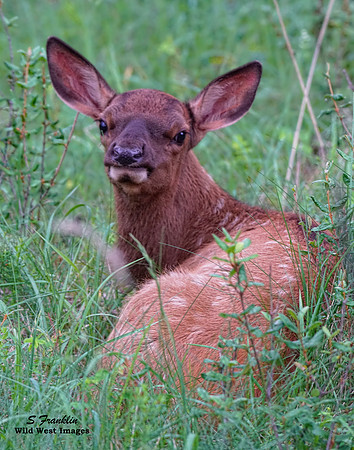 Elk Calf 3