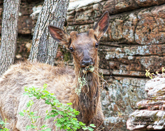 Elk Calf 10