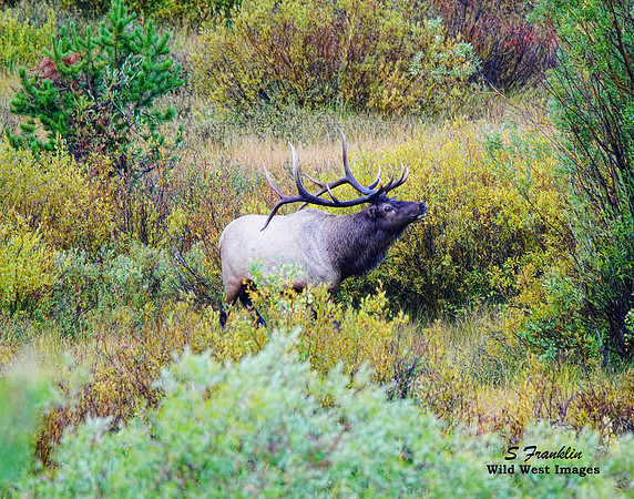 Bull Elk 1