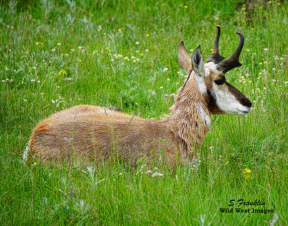 Pronghorn 1