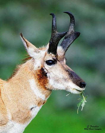 Pronghorn 2