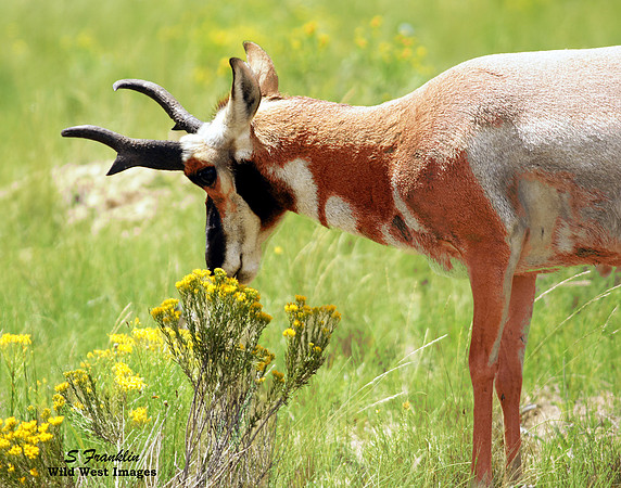 Pronghorn Smelling the flowers