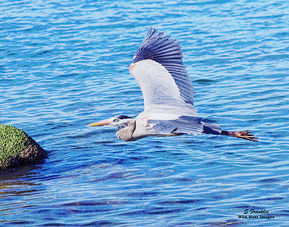 Blue Heron 2