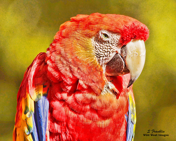 Scarlet Macaw 1