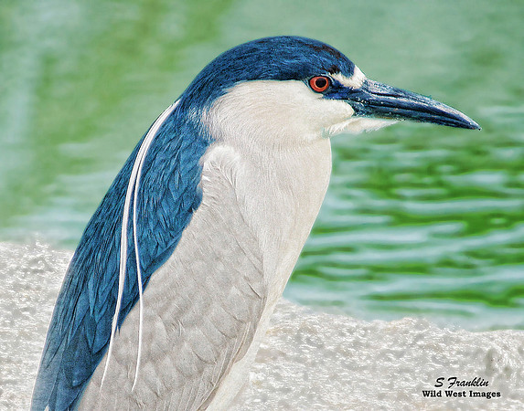 Black Capped Night Heron 1