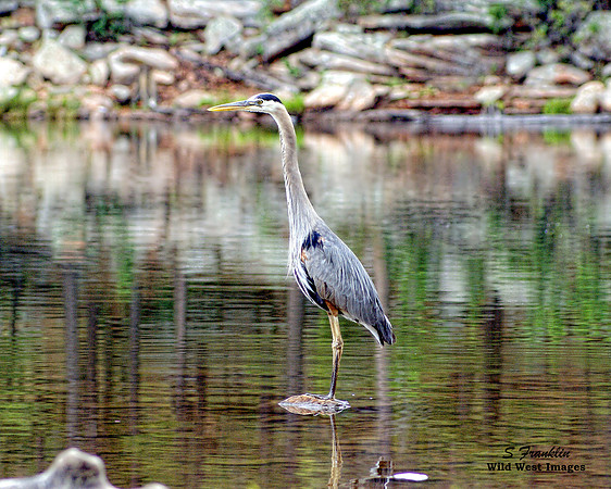 Blue Heron 1