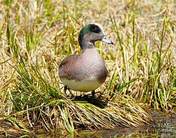 American Wigeon 1