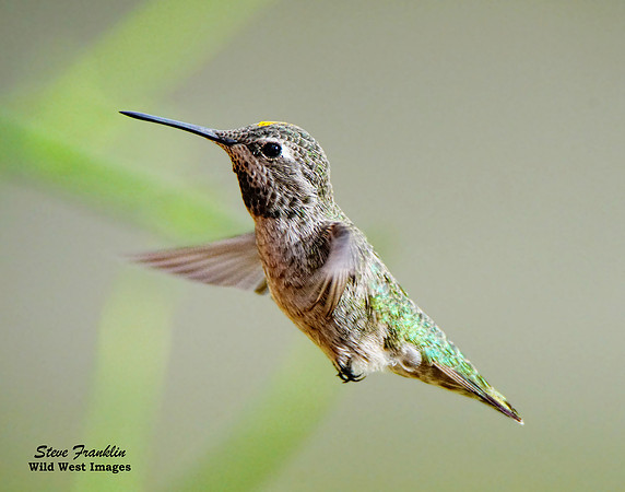 Anna's Hummingbird 1