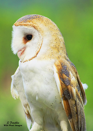 Barn Owl 1