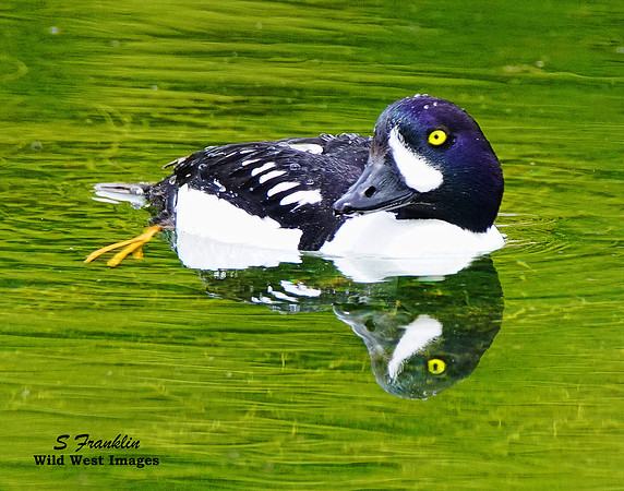 Barrows Golden Eye 1