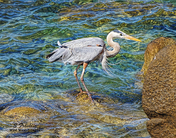 Blue Heron 3