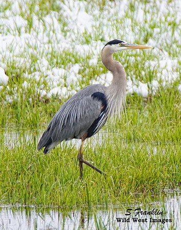 Blue Heron snow 1
