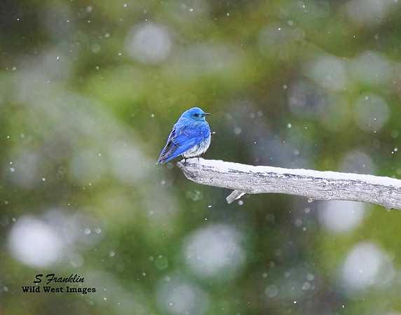 Bluebird 2
