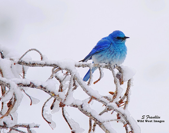 Bluebird 3