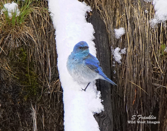 Bluebird 4